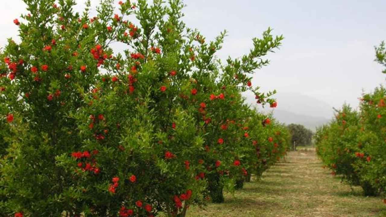 Foto - Türkiye'nin tarım devinden flaş karar: 'Vazgeçtik' diyerek duyurdular