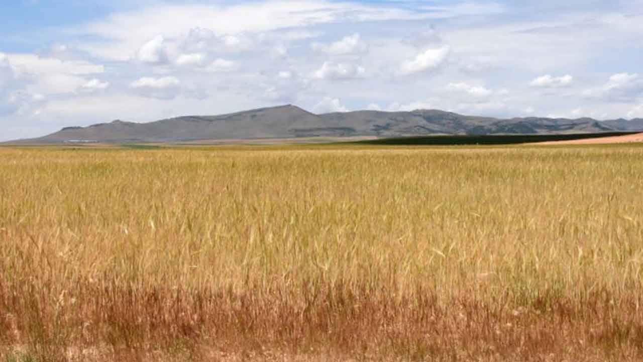 Foto - Türkiye'nin tarım devinden kötü haber maalesef geldi: İflas bayrağını çektiler