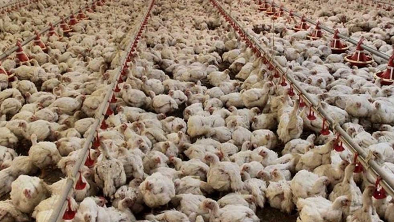 Foto - Türkiye'nin ünlü tavuk markasından kötü haber! Konkordato ilan ettiler