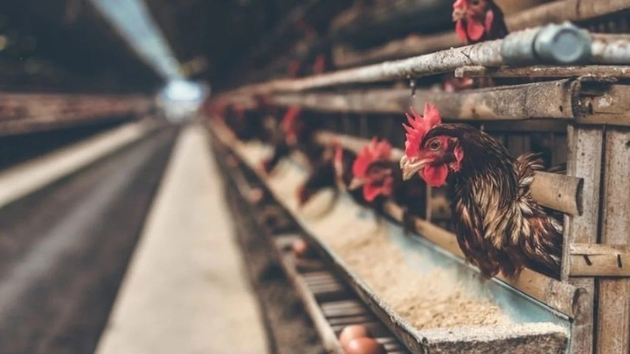 Foto - Türkiye'nin ünlü tavuk markasından kötü haber! Konkordato ilan ettiler