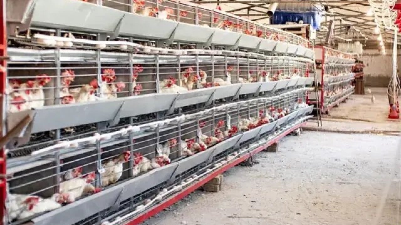 Foto - Türkiye'nin ünlü tavuk markasından kötü haber! Konkordato ilan ettiler