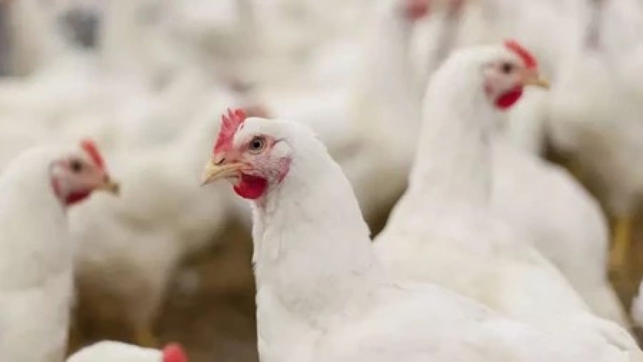 Foto - Türkiye'nin ünlü tavuk markasından kötü haber! Konkordato ilan ettiler