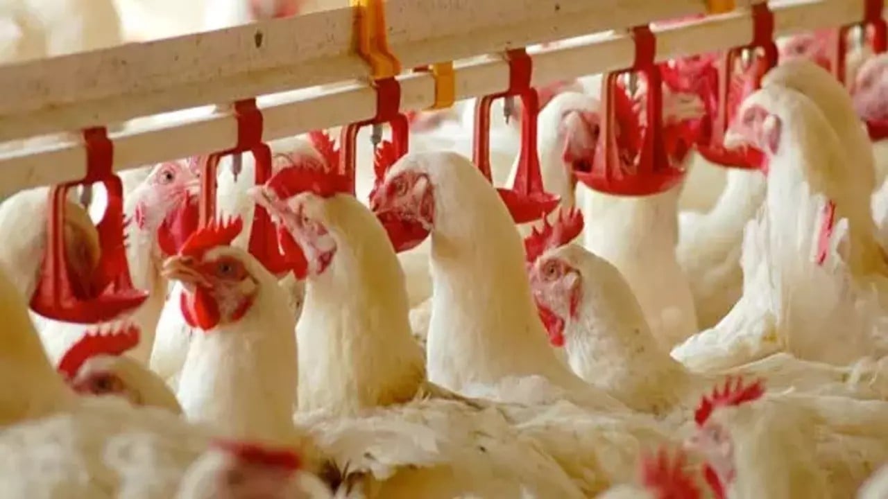 Foto - Türkiye'nin ünlü tavuk markasından kötü haber! Konkordato ilan ettiler