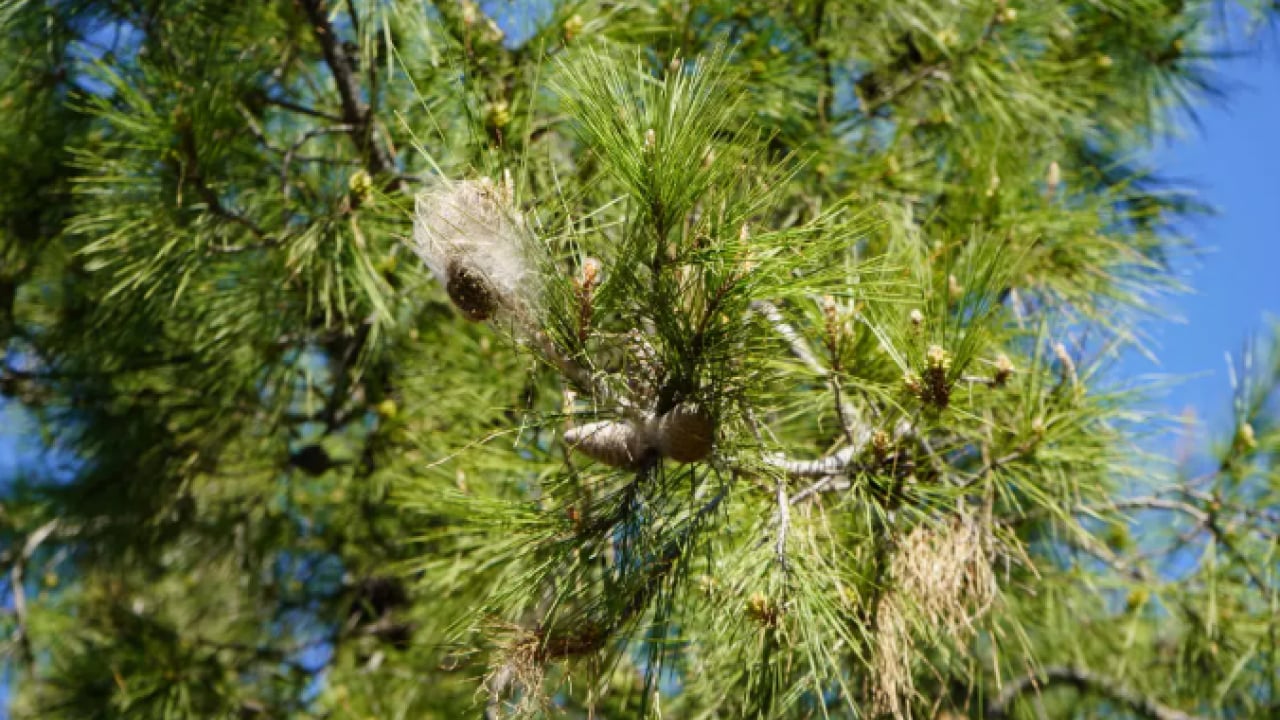 Foto - Türkiye'nin yeni belası: Görürseniz sakın dokunmayın!