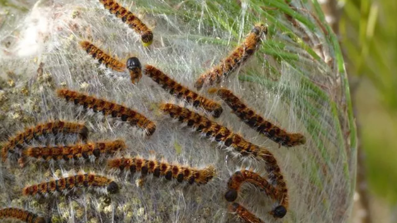 Foto - Türkiye'nin yeni belası: Görürseniz sakın dokunmayın!