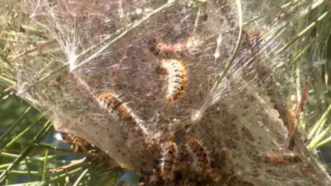 Foto - Türkiye'nin yeni belası: Görürseniz sakın dokunmayın!