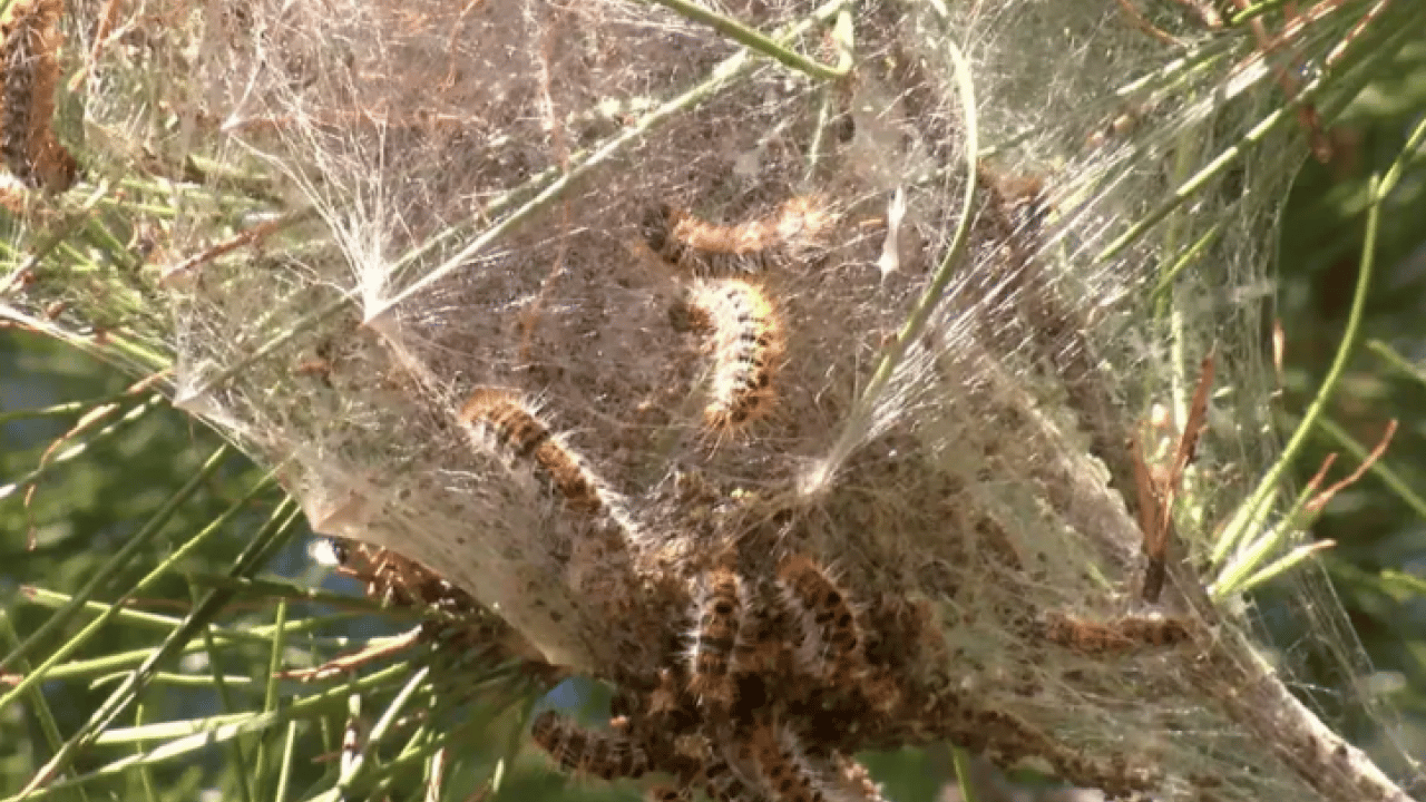 Foto - Türkiye'nin yeni belası: Görürseniz sakın dokunmayın!
