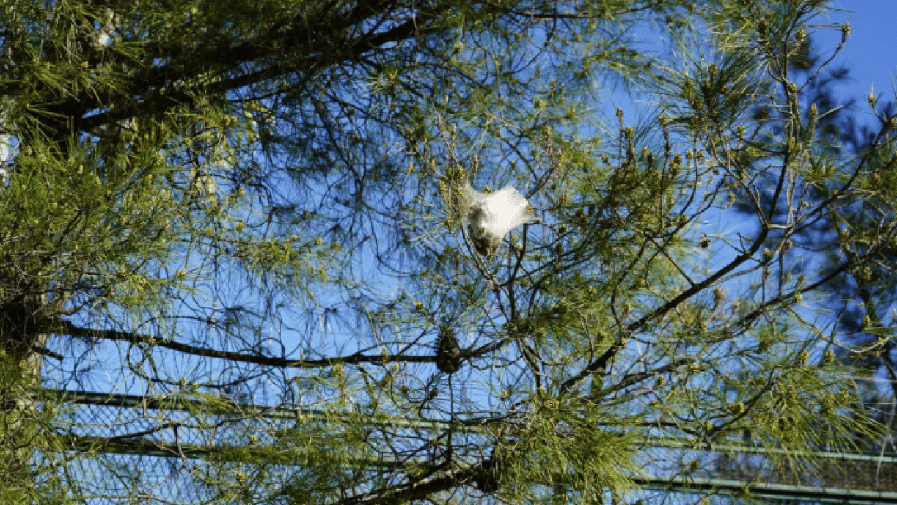 Foto - Türkiye'nin yeni belası: Görürseniz sakın dokunmayın!