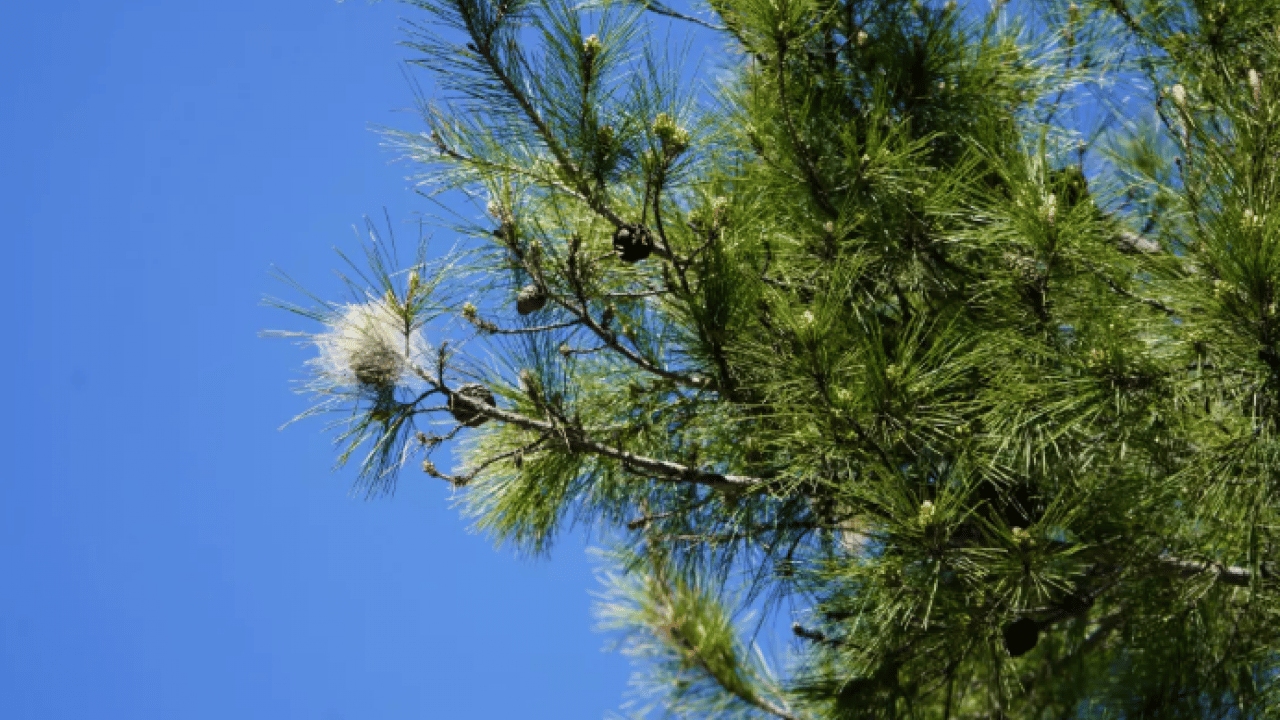 Foto - Türkiye'nin yeni belası: Görürseniz sakın dokunmayın!