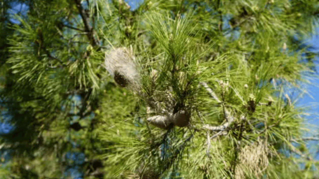 Türkiye'nin yeni belası: Görürseniz sakın dokunmayın!