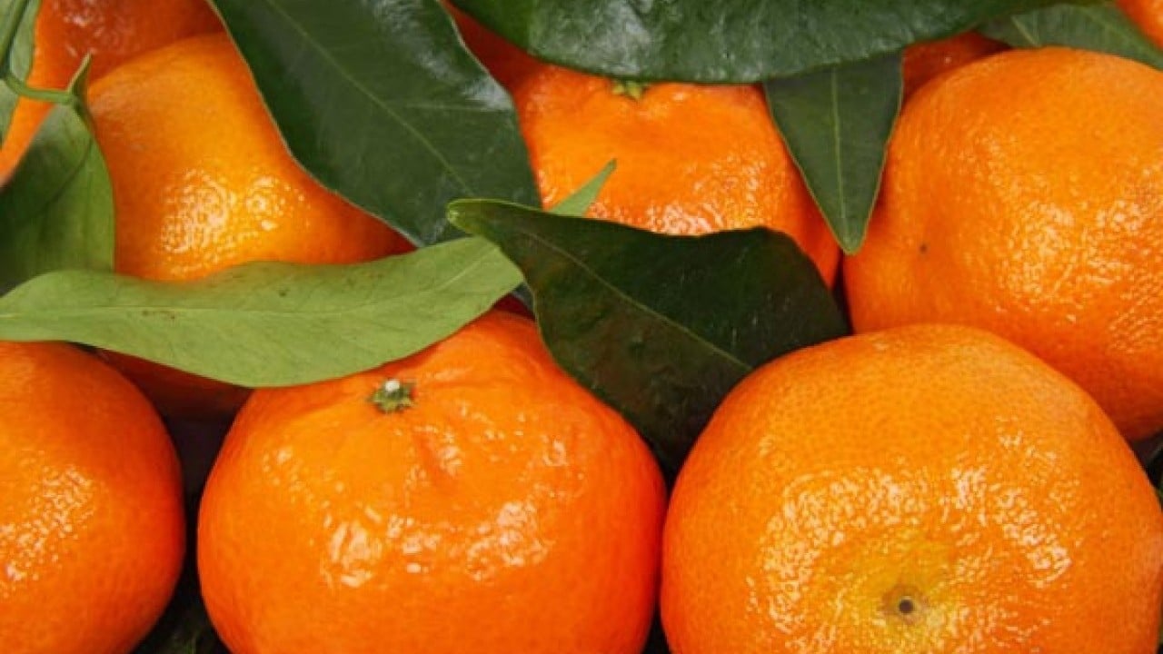 Foto - Türkiye'yi sarsan mandalina skandalı! Artık yemeye korkacaksınız, hepsi imha edildi