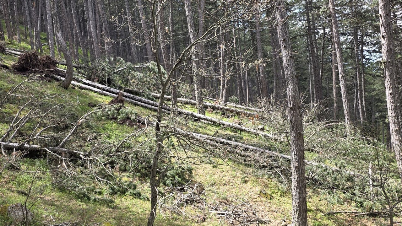 Foto - Türkmen Dağı’nda yürek burkan manzara! Asırlık sarıçamlar köklerinden söküldü