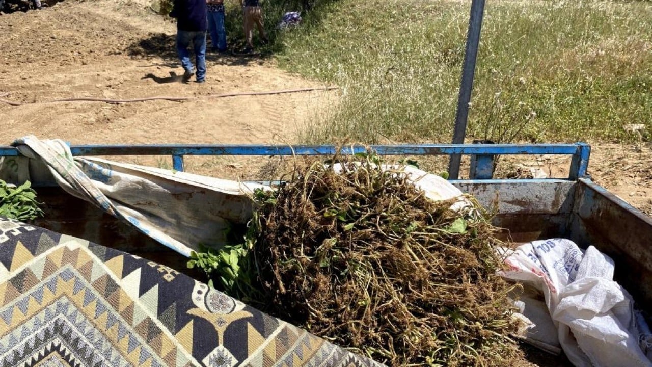 Foto - Tütün işçilerinin zorlu mesaisi Kavurucu sıcakta ekmek mücadelesi