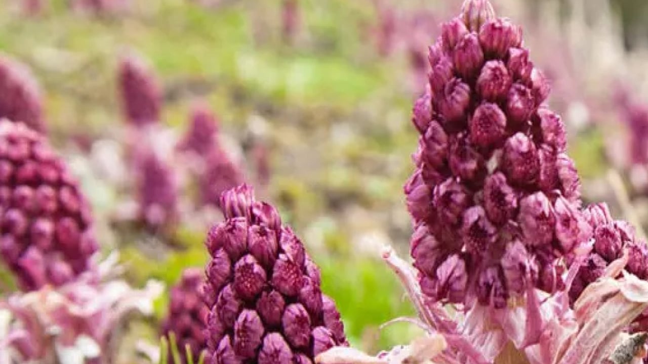 Foto - Üç bitki: Migren tedavisinde kullanılan doğal reçete! Dikkat etmemiz gerekenler! 
