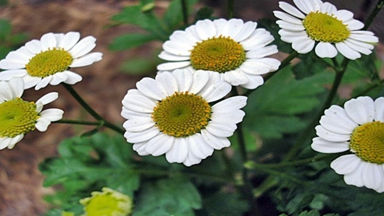 Foto - Üç bitki: Migren tedavisinde kullanılan doğal reçete! Dikkat etmemiz gerekenler! 