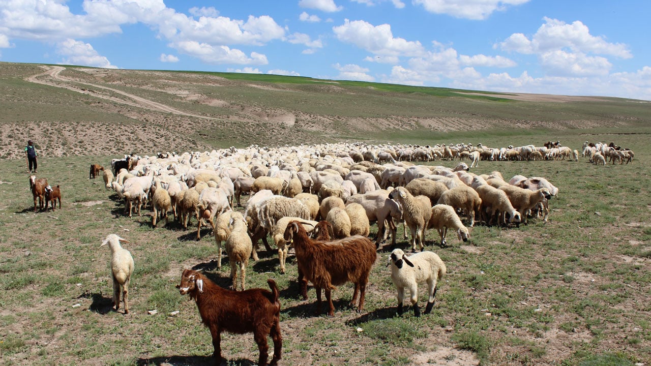 Foto - Ücretler 100 bin liraya dayandı! Çalışacak kimse bulunmayınca ithal çoban dönemi başladı