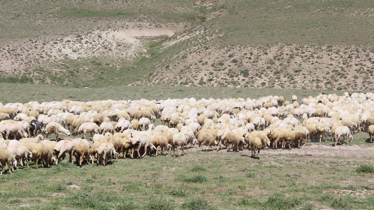 Foto - Ücretler 100 bin liraya dayandı! Çalışacak kimse bulunmayınca ithal çoban dönemi başladı