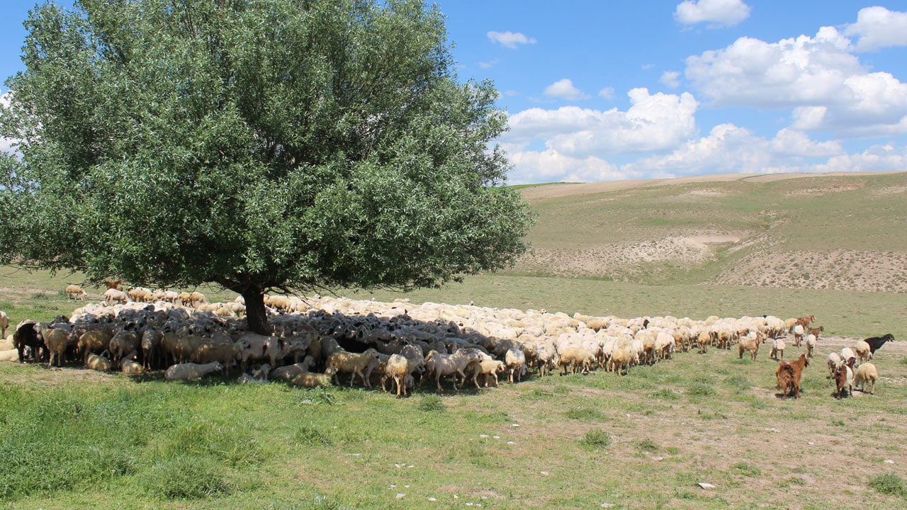 Foto - Ücretler 100 bin liraya dayandı! Çalışacak kimse bulunmayınca ithal çoban dönemi başladı