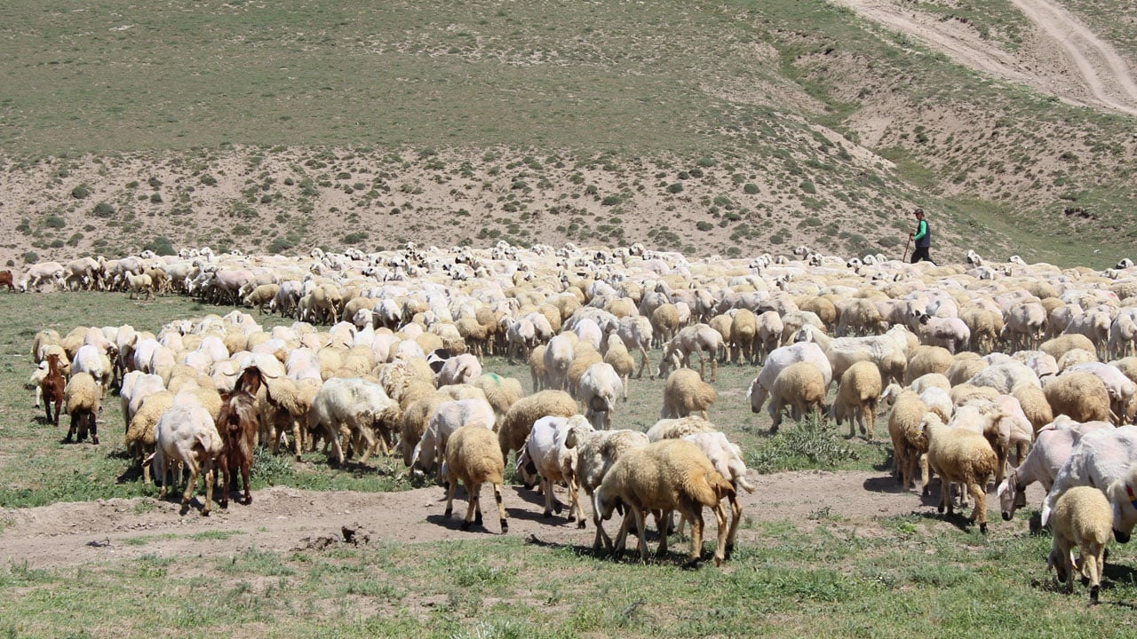 Foto - Ücretler 100 bin liraya dayandı! Çalışacak kimse bulunmayınca ithal çoban dönemi başladı