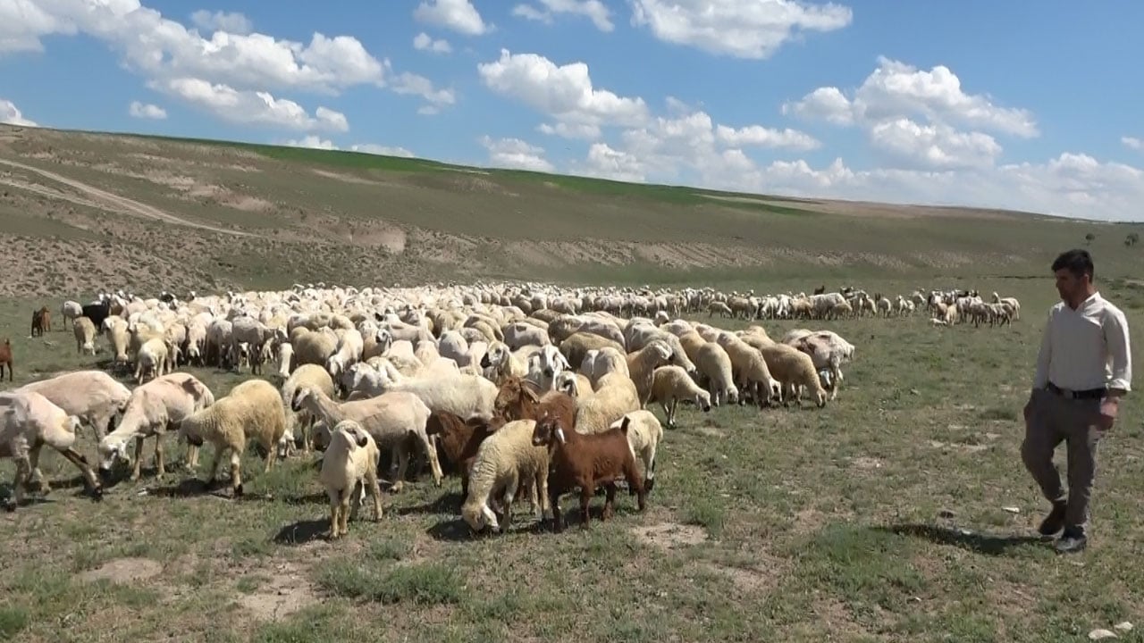 Ücretler 100 bin liraya dayandı! Çalışacak kimse bulunmayınca ithal çoban dönemi başladı