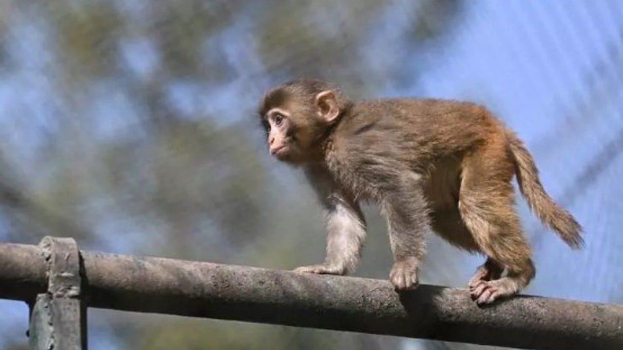 Foto - Hastalıklı maymunlar ülkeyi karıştırdı! Alarm durumuna geçildi!