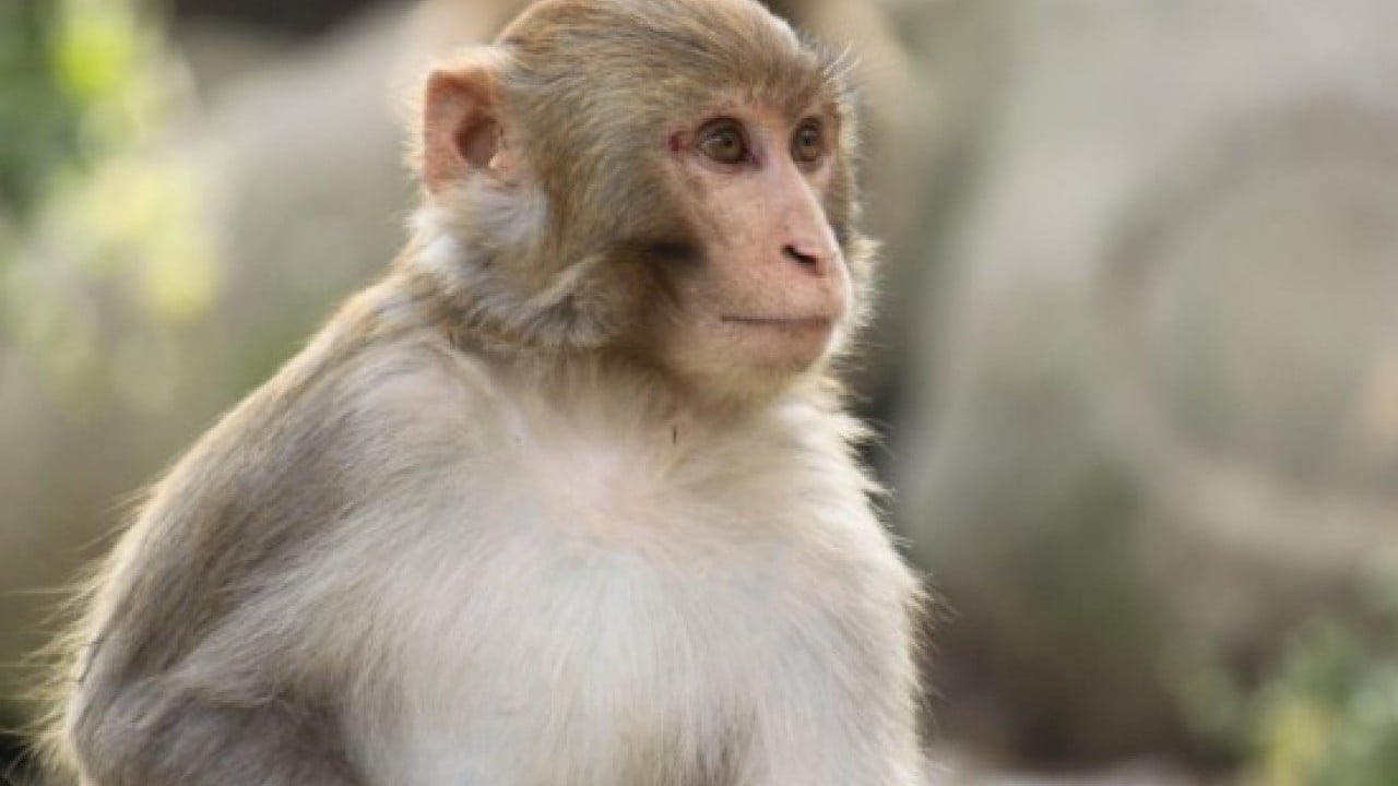 Foto - Hastalıklı maymunlar ülkeyi karıştırdı! Alarm durumuna geçildi!