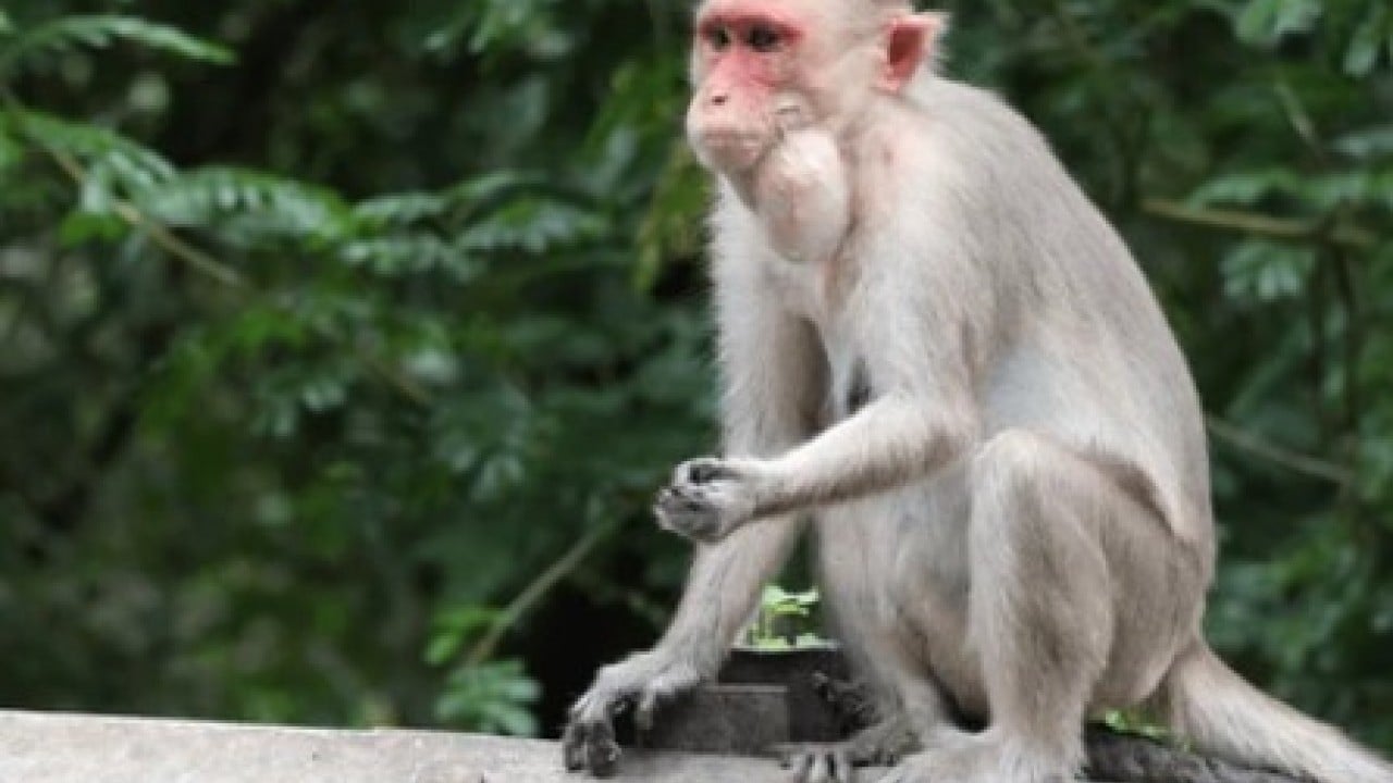 Foto - Hastalıklı maymunlar ülkeyi karıştırdı! Alarm durumuna geçildi!