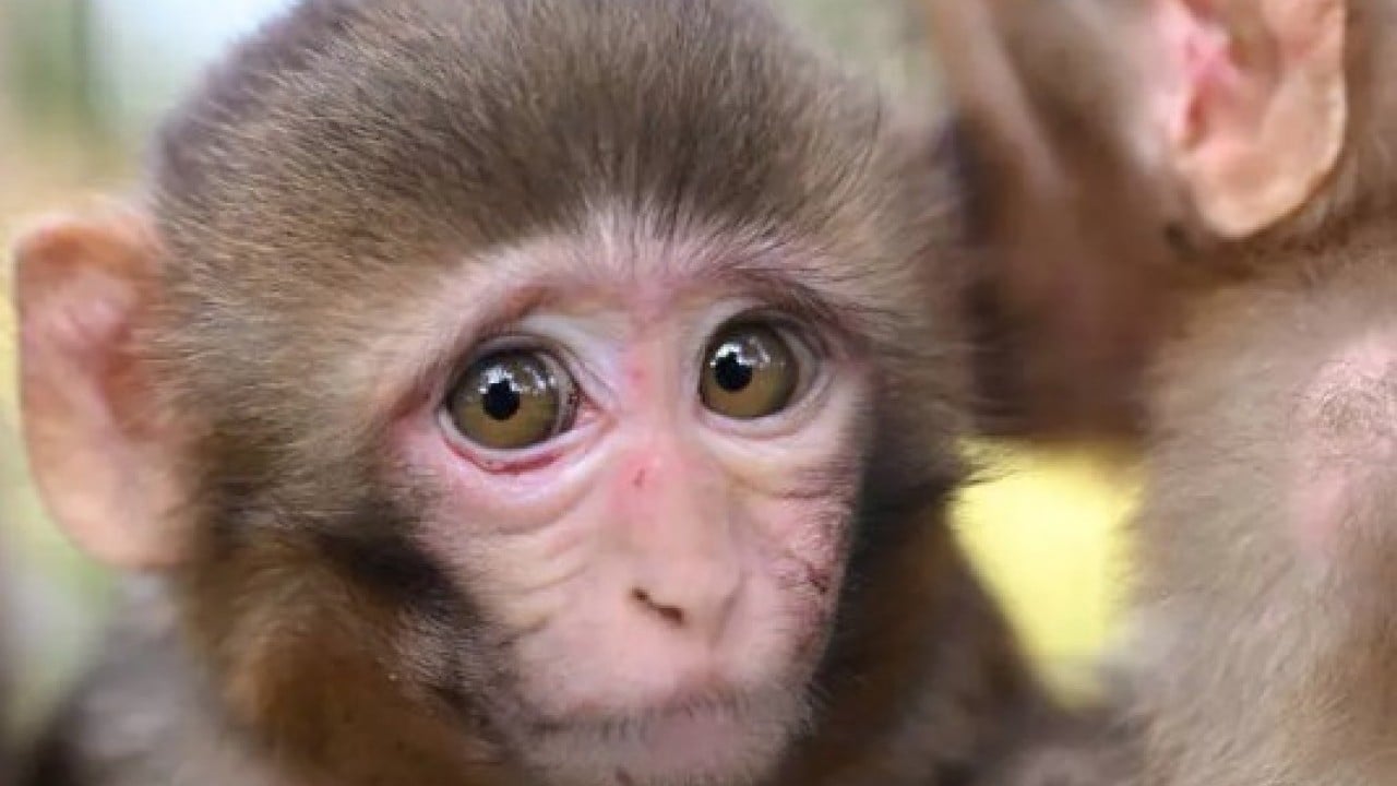 Foto - Hastalıklı maymunlar ülkeyi karıştırdı! Alarm durumuna geçildi!