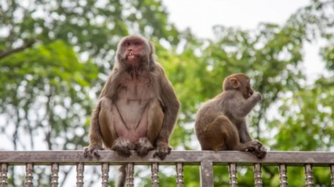 Hastalıklı maymunlar ülkeyi karıştırdı! Alarm durumuna geçildi!