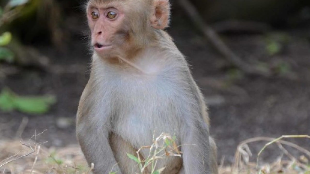 Foto - Hastalıklı maymunlar ülkeyi karıştırdı! Alarm durumuna geçildi!