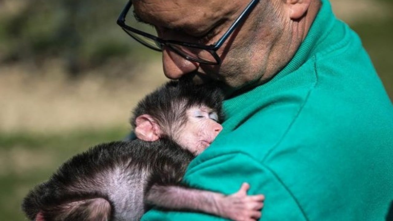 Foto - Hastalıklı maymunlar ülkeyi karıştırdı! Alarm durumuna geçildi!