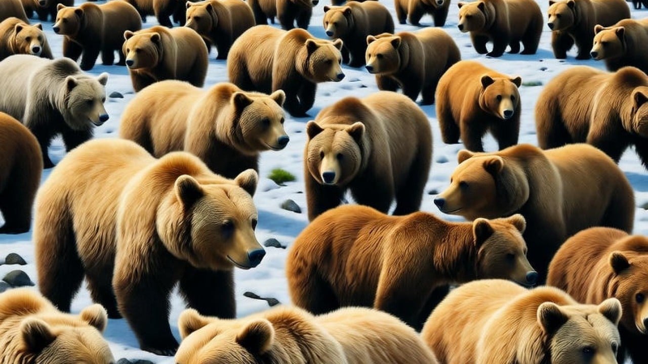 Ülkeyi ayılar bastı! Ordudan yardım istediler
