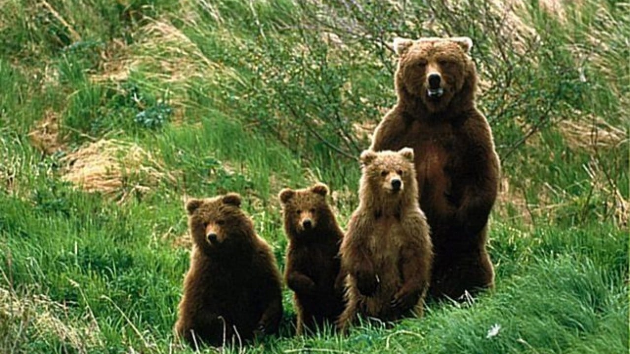 Foto - Ülkeyi ayılar bastı! Ordudan yardım istediler