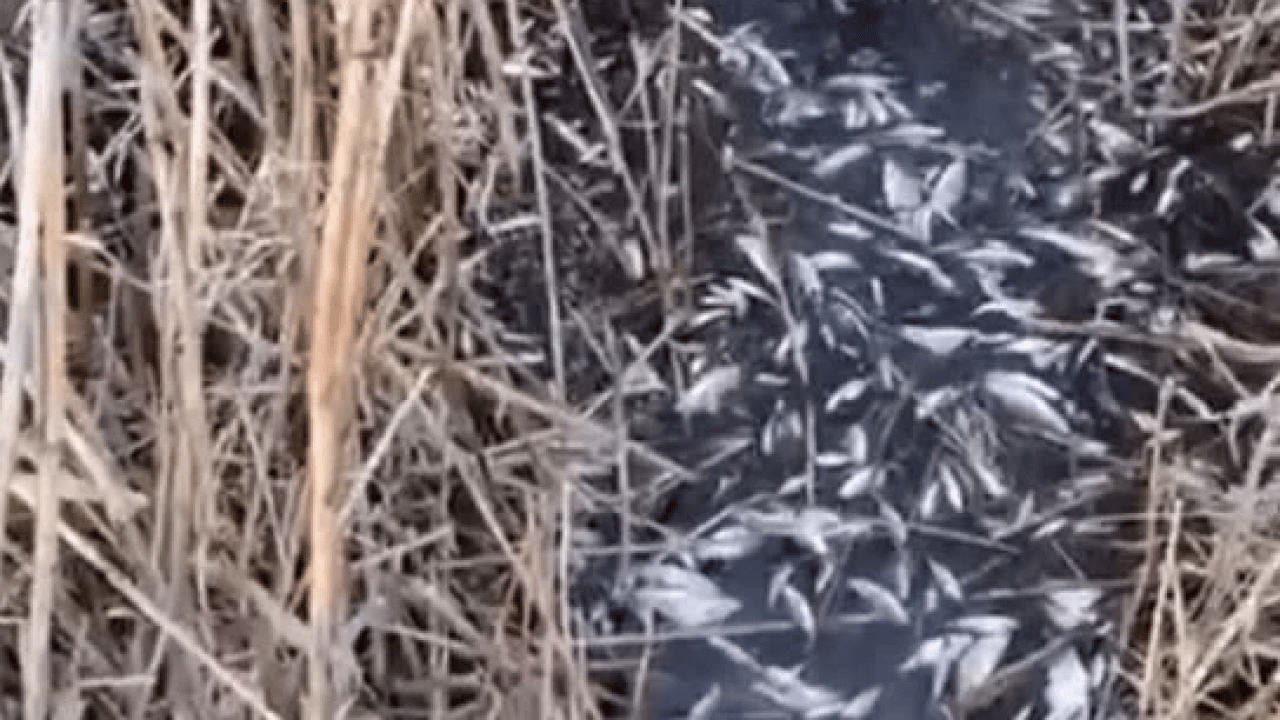 Foto - Uluabat Deresi’nde korkunç görüntü! Binlerce balık telef oldu