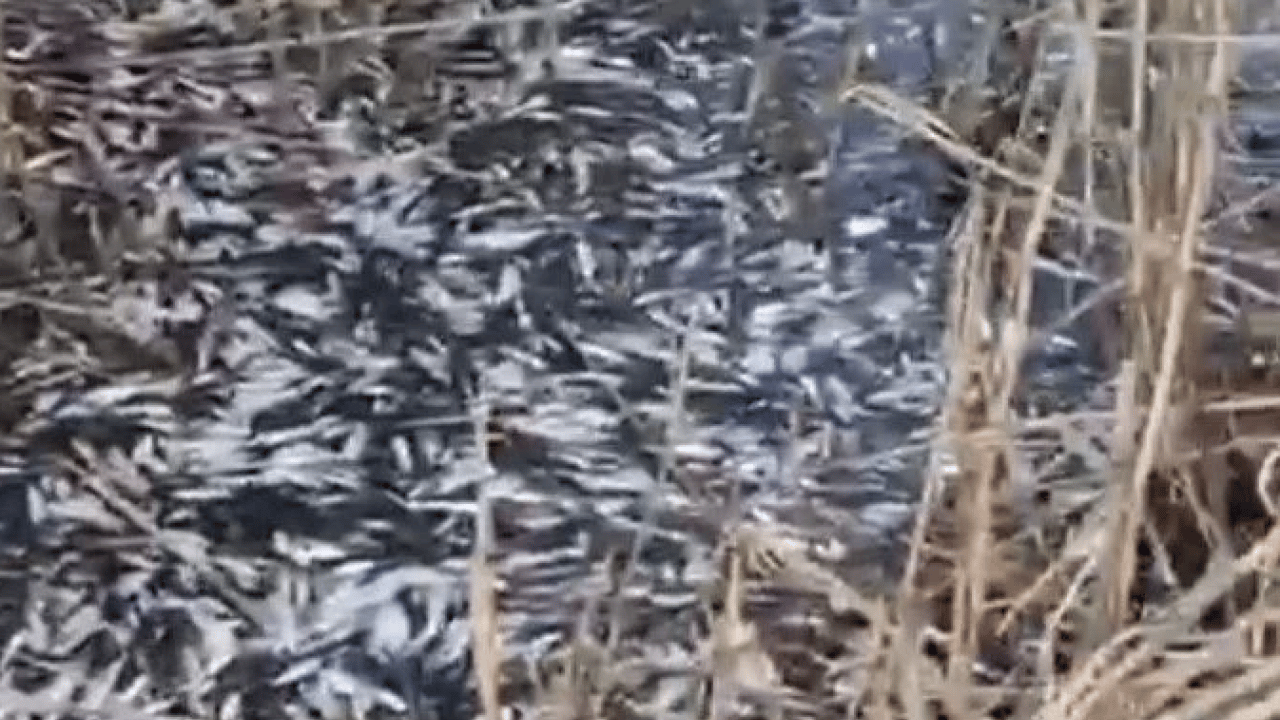 Foto - Uluabat Deresi’nde korkunç görüntü! Binlerce balık telef oldu