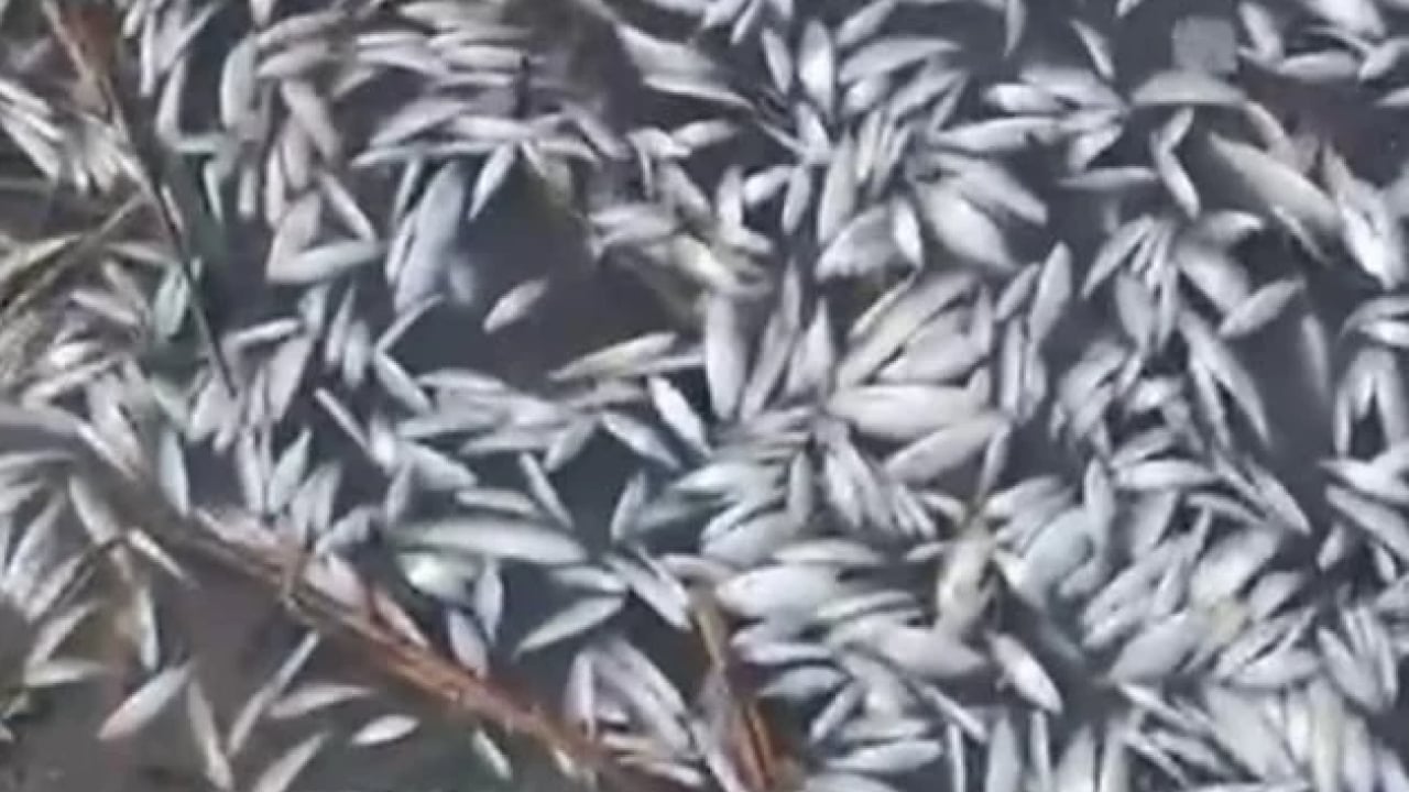 Foto - Uluabat Deresi’nde korkunç görüntü! Binlerce balık telef oldu