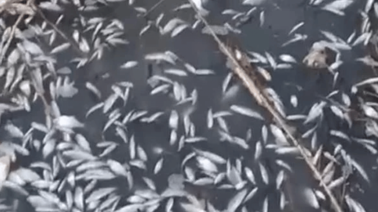 Foto - Uluabat Deresi’nde korkunç görüntü! Binlerce balık telef oldu