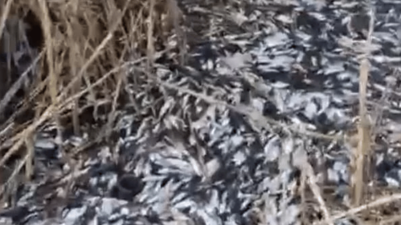 Uluabat Deresi’nde korkunç görüntü! Binlerce balık telef oldu