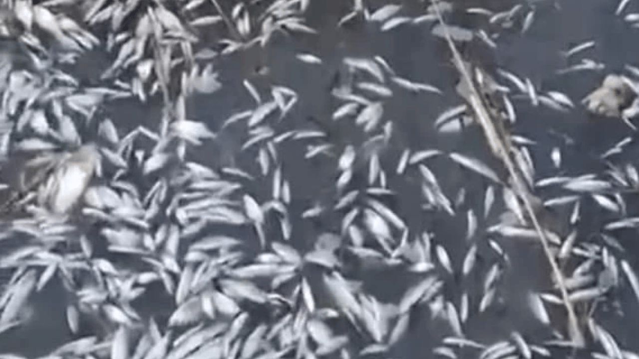 Foto - Uluabat Deresi’nde korkunç görüntü! Binlerce balık telef oldu