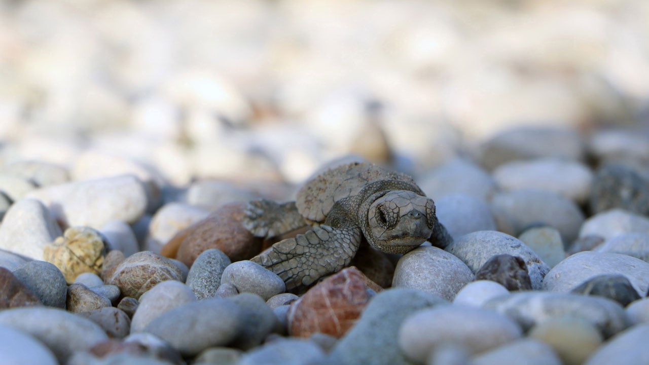 Foto - Umut yürüyüşü! Nesli tehlike altındaydı denizle buluştular