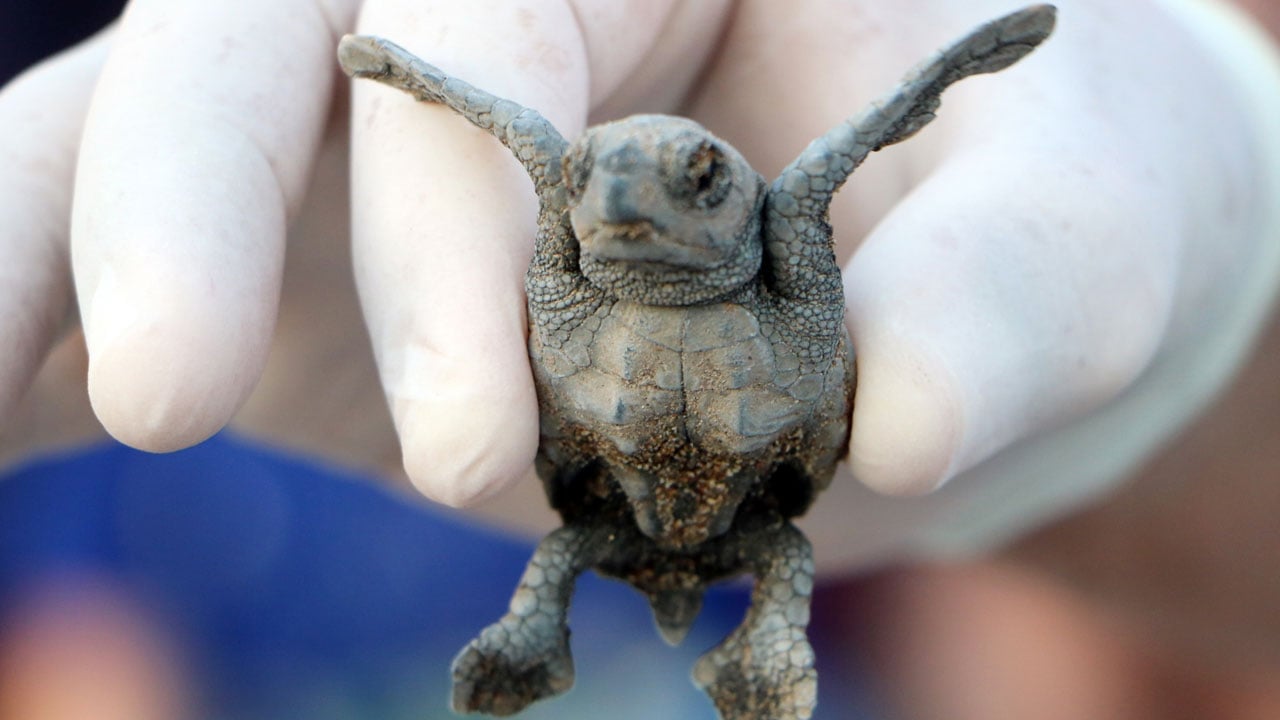 Foto - Umut yürüyüşü! Nesli tehlike altındaydı denizle buluştular