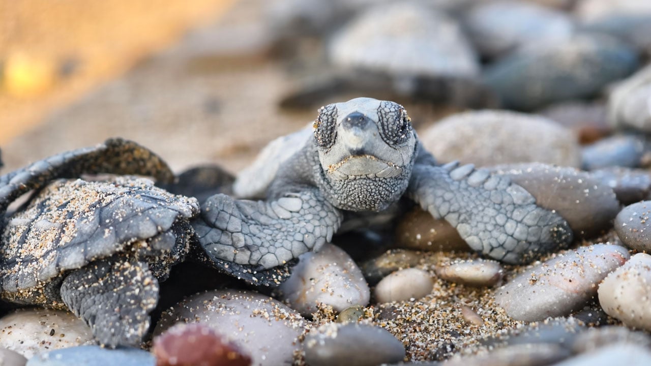 Umut yürüyüşü! Nesli tehlike altındaydı denizle buluştular