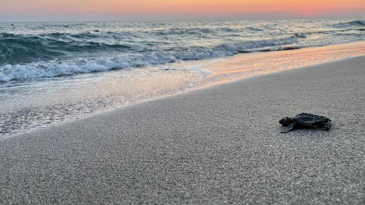 Foto - Umut yürüyüşü! Nesli tehlike altındaydı denizle buluştular