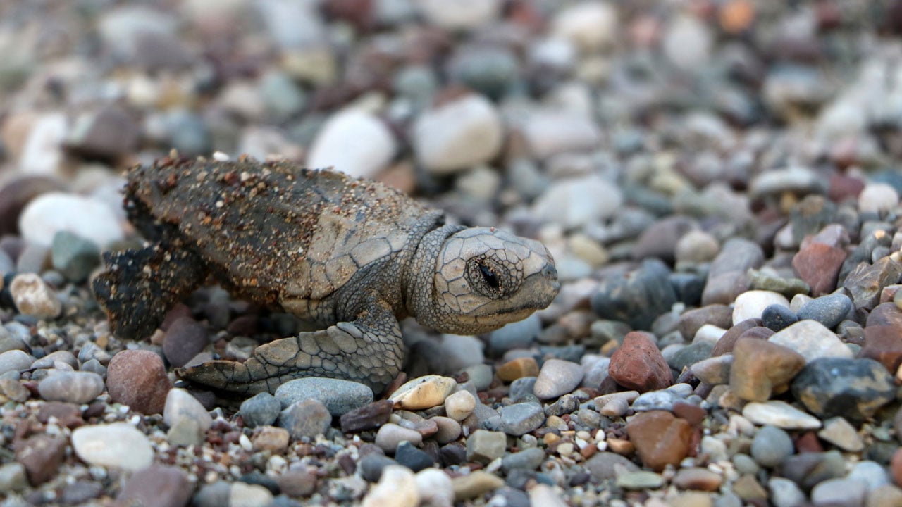 Foto - Umut yürüyüşü! Nesli tehlike altındaydı denizle buluştular