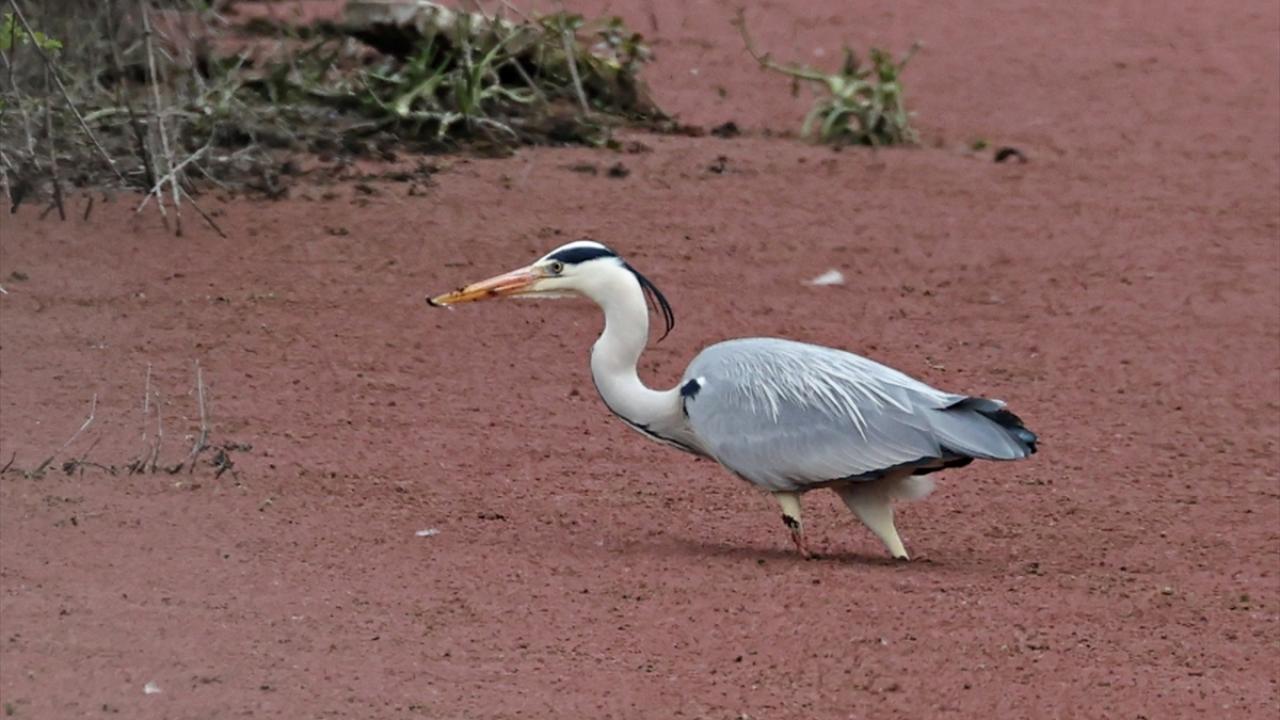 Foto - UNESCO Dünya Mirası Geçici Listesi'nde! Kızılırmak Deltası’nda şimdi bahar zamanı