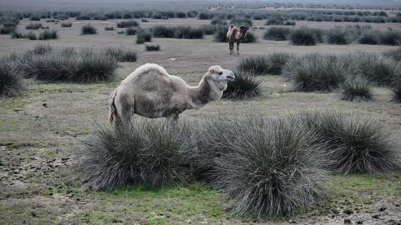 Foto - UNESCO Dünya Mirası Geçici Listesi'nde! Kızılırmak Deltası’nda şimdi bahar zamanı
