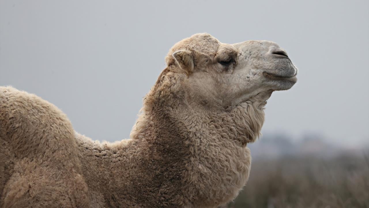Foto - UNESCO Dünya Mirası Geçici Listesi'nde! Kızılırmak Deltası’nda şimdi bahar zamanı