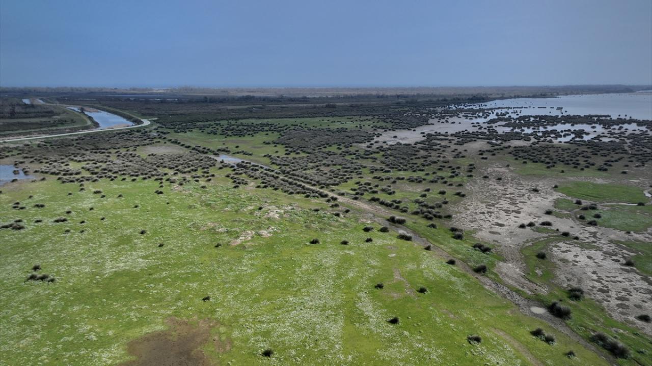 Foto - UNESCO Dünya Mirası Geçici Listesi'nde! Kızılırmak Deltası’nda şimdi bahar zamanı