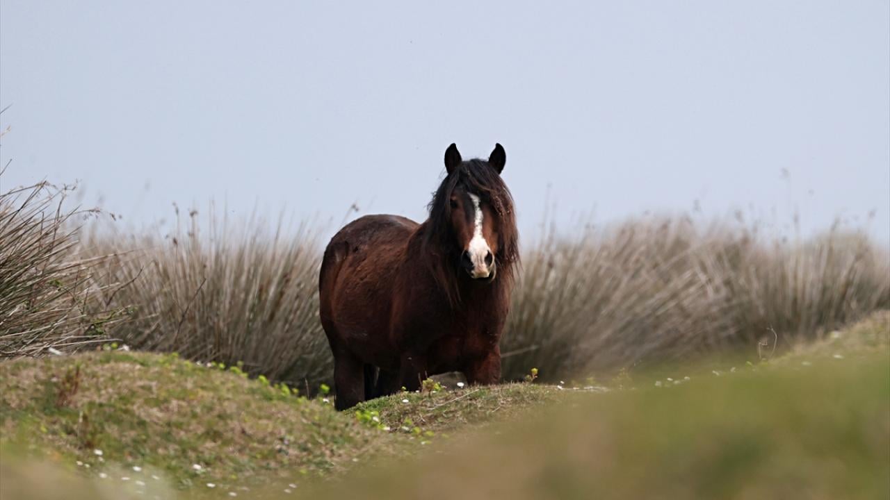 Foto - UNESCO Dünya Mirası Geçici Listesi'nde! Kızılırmak Deltası’nda şimdi bahar zamanı