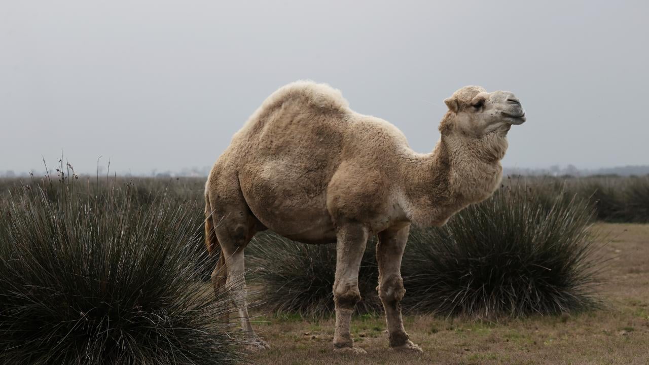 Foto - UNESCO Dünya Mirası Geçici Listesi'nde! Kızılırmak Deltası’nda şimdi bahar zamanı